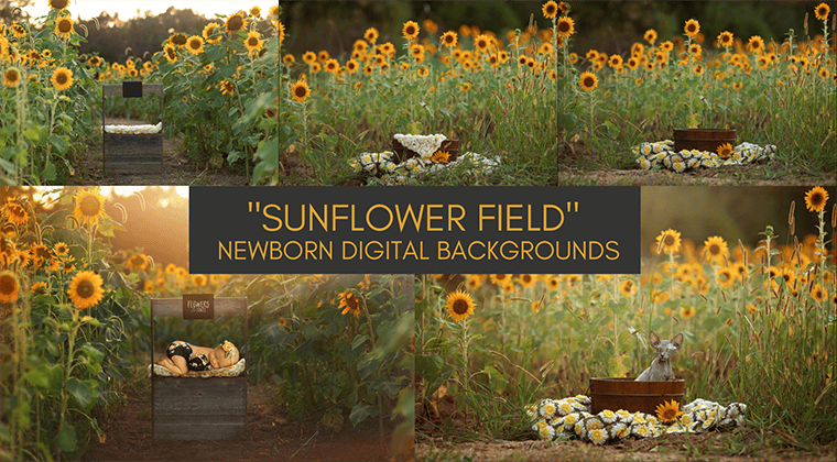 Sunflower Newborn Digital Backgrounds<