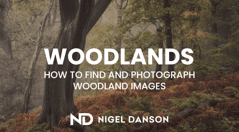 A Simple Guide to Woodland Photography<