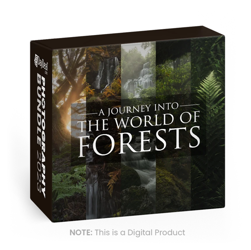 A Journey Into the World of Forests<