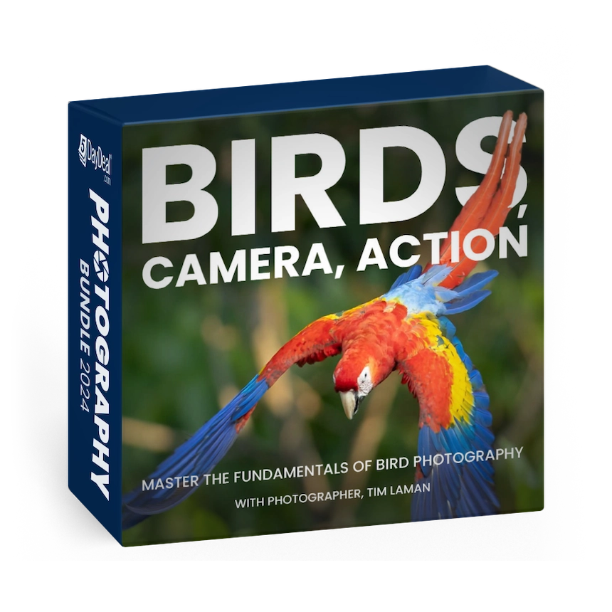 Birds, Camera, Action<