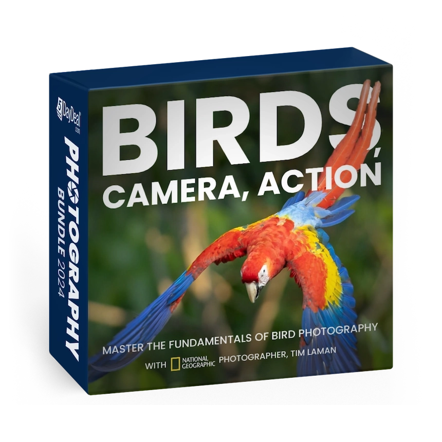 Birds, Camera, Action<